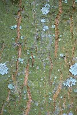 Castanea sativa - kaštanovník jedlý - kůra